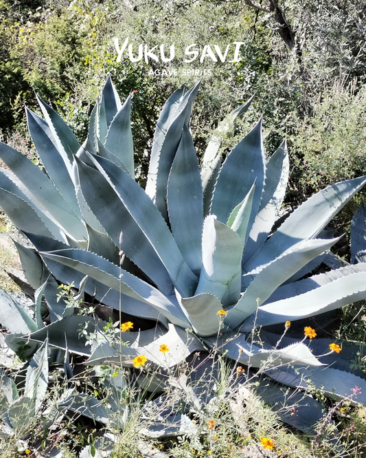 Yuku Savi - Sierra Negra