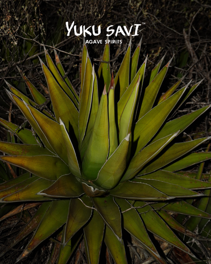 Yuku Savi - Jabalí