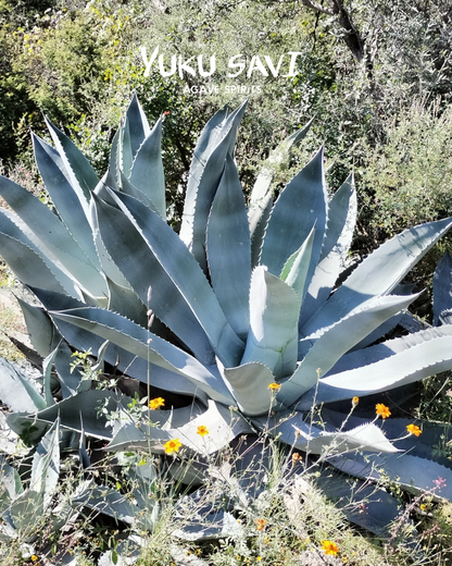 Yuku Savi - Sierra Negra